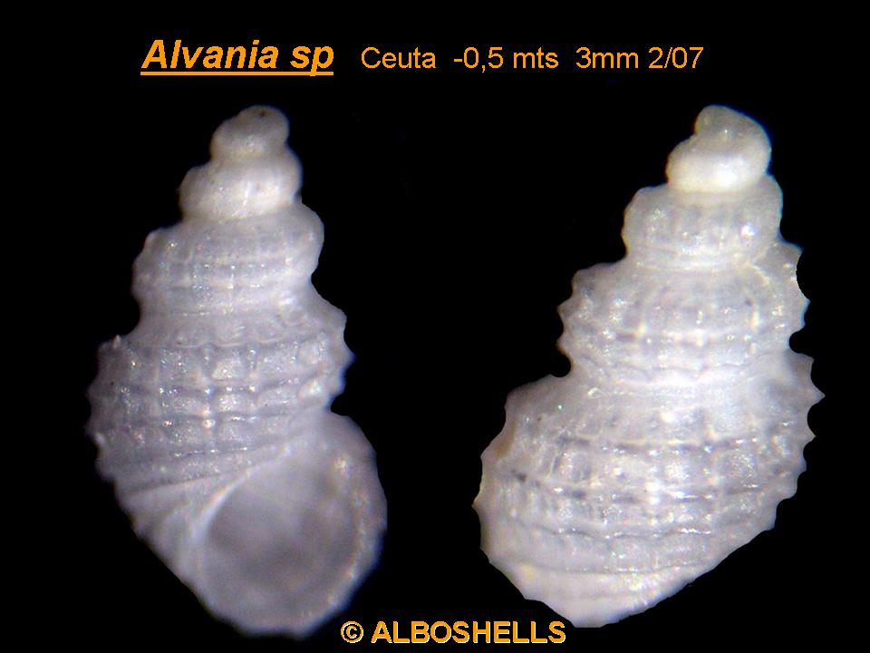 Alvania cfr. parvula e Alvania fischeri